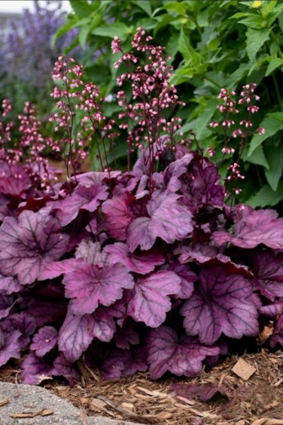 Гейхера гібридна ’Вілд Роуз’|Heuchera hybrida ’Wild Rose’|Гейхера гибридная ’Вилд Роуз’